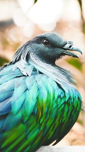 Preview wallpaper nicobar pigeon, bird, feathers, color