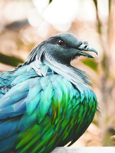 Preview wallpaper nicobar pigeon, bird, feathers, color