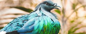 Preview wallpaper nicobar pigeon, bird, feathers, color