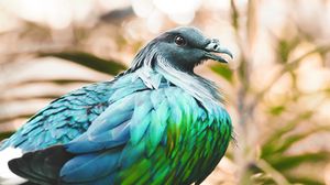 Preview wallpaper nicobar pigeon, bird, feathers, color