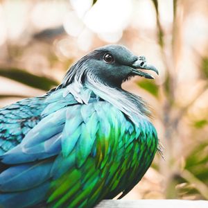 Preview wallpaper nicobar pigeon, bird, feathers, color