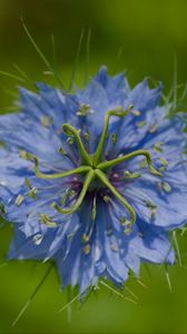 Preview wallpaper nigella, flower, blue, macro