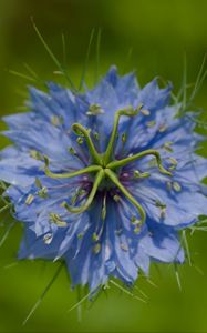 Preview wallpaper nigella, flower, blue, macro