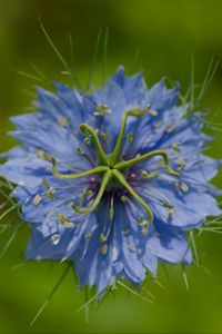 Preview wallpaper nigella, flower, blue, macro