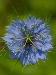 Preview wallpaper nigella, flower, blue, macro