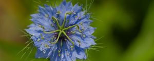 Preview wallpaper nigella, flower, blue, macro