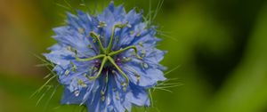 Preview wallpaper nigella, flower, blue, macro