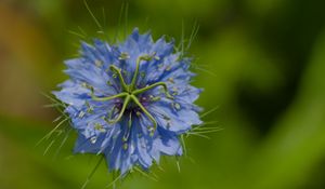 Preview wallpaper nigella, flower, blue, macro