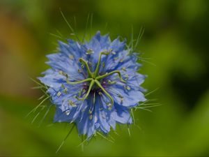 Preview wallpaper nigella, flower, blue, macro