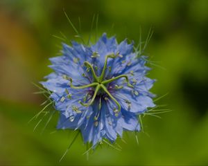 Preview wallpaper nigella, flower, blue, macro