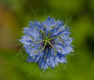 Preview wallpaper nigella, flower, blue, macro