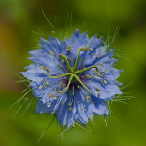 Preview wallpaper nigella, flower, blue, macro