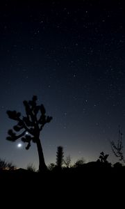 Preview wallpaper night, cacti, bushes, starry sky, dark
