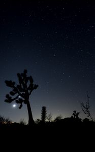 Preview wallpaper night, cacti, bushes, starry sky, dark