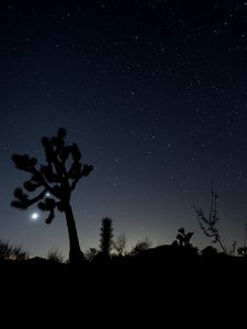 Preview wallpaper night, cacti, bushes, starry sky, dark