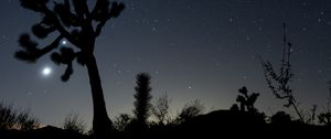 Preview wallpaper night, cacti, bushes, starry sky, dark