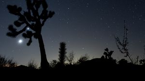 Preview wallpaper night, cacti, bushes, starry sky, dark