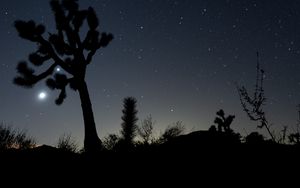 Preview wallpaper night, cacti, bushes, starry sky, dark