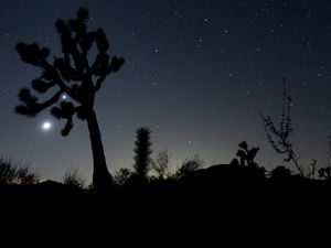 Preview wallpaper night, cacti, bushes, starry sky, dark