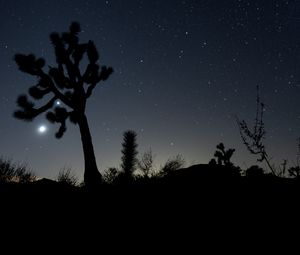 Preview wallpaper night, cacti, bushes, starry sky, dark