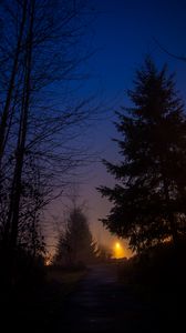Preview wallpaper night, forest, fog, trees, sky