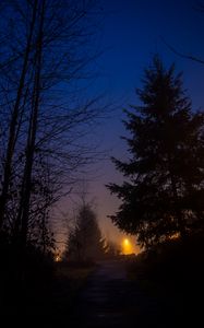Preview wallpaper night, forest, fog, trees, sky
