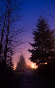 Preview wallpaper night, forest, fog, path, trees, sky