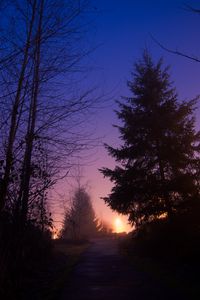 Preview wallpaper night, forest, fog, path, trees, sky