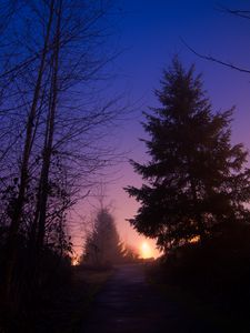 Preview wallpaper night, forest, fog, path, trees, sky