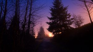 Preview wallpaper night, forest, fog, path, trees, sky