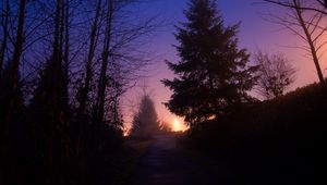 Preview wallpaper night, forest, fog, path, trees, sky