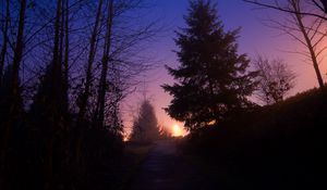 Preview wallpaper night, forest, fog, path, trees, sky