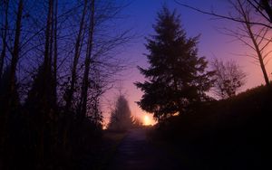 Preview wallpaper night, forest, fog, path, trees, sky