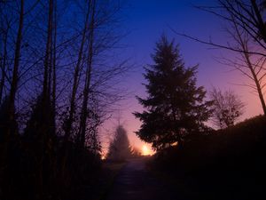 Preview wallpaper night, forest, fog, path, trees, sky