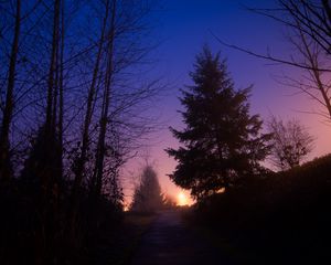 Preview wallpaper night, forest, fog, path, trees, sky