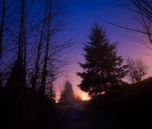 Preview wallpaper night, forest, fog, path, trees, sky