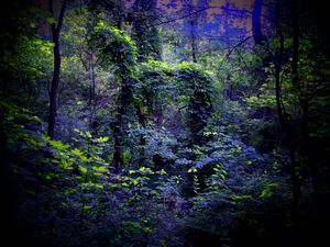 Preview wallpaper night, forest, nature