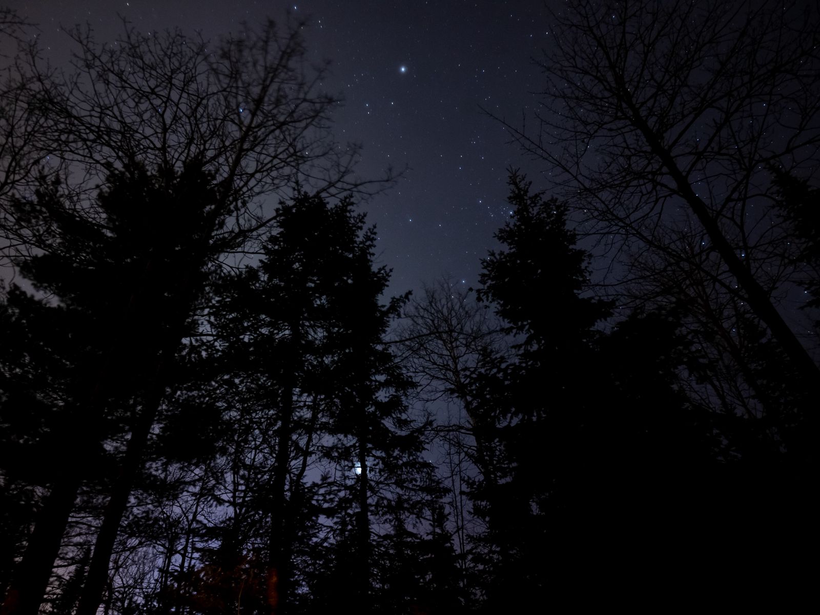 Download wallpaper 1600x1200 night, forest, starry sky standard 4:3 hd