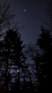 Preview wallpaper night, forest, starry sky