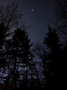 Preview wallpaper night, forest, starry sky
