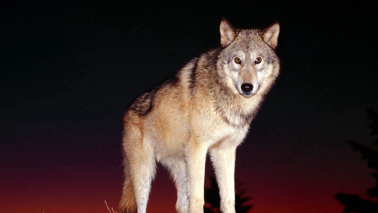 Wallpaper night, hill, dog, wolf