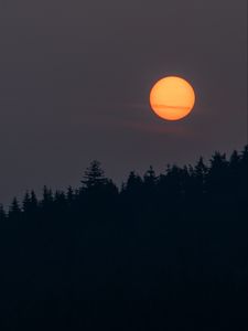 Preview wallpaper night, moon, forest, dark, landscape