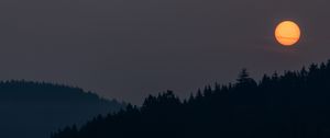 Preview wallpaper night, moon, forest, dark, landscape