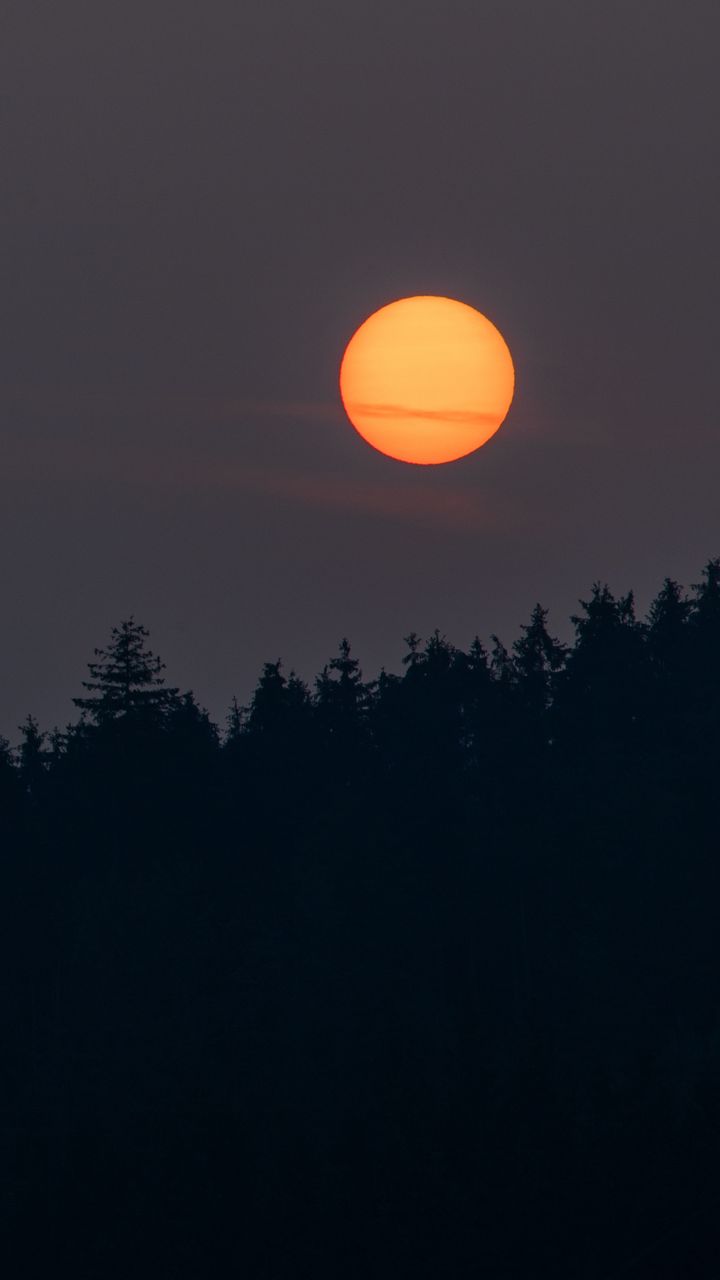 720x1280 Wallpaper night, moon, forest, dark, landscape