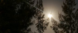 Preview wallpaper night, moon, glow, bright, rays, trees