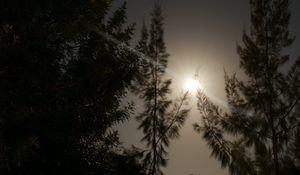 Preview wallpaper night, moon, glow, bright, rays, trees