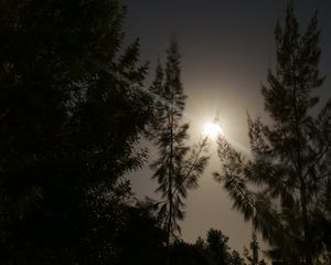 Preview wallpaper night, moon, glow, bright, rays, trees