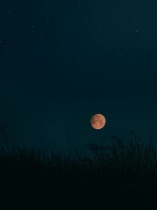 Preview wallpaper night, moon, grass, dark, landscape