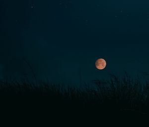 Preview wallpaper night, moon, grass, dark, landscape