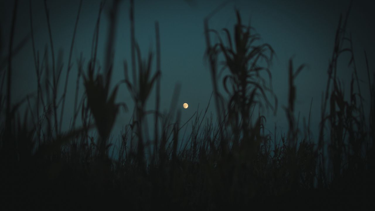 Wallpaper night, moon, twilight, grass, plants, outlines